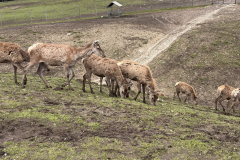 IMG_9932-scaled