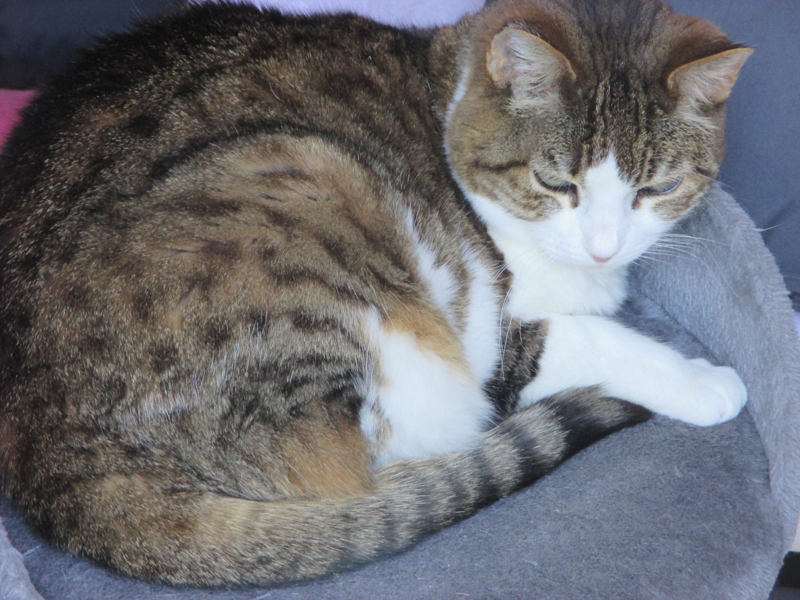 Recherche Garde Chat - La Gazette des Foyers de l'APEI de Meudon